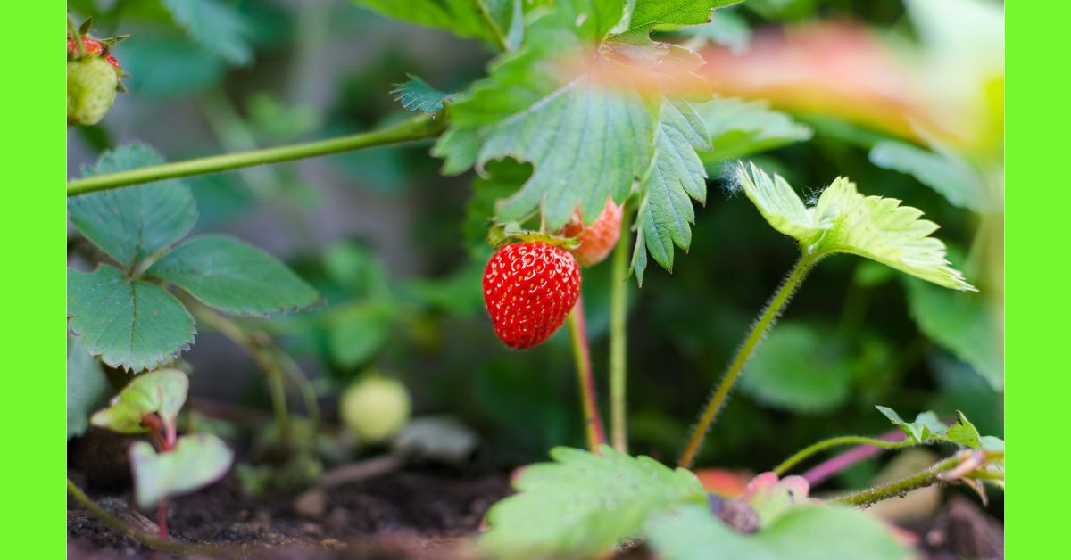 How to Plant Strawberries in Nigeria