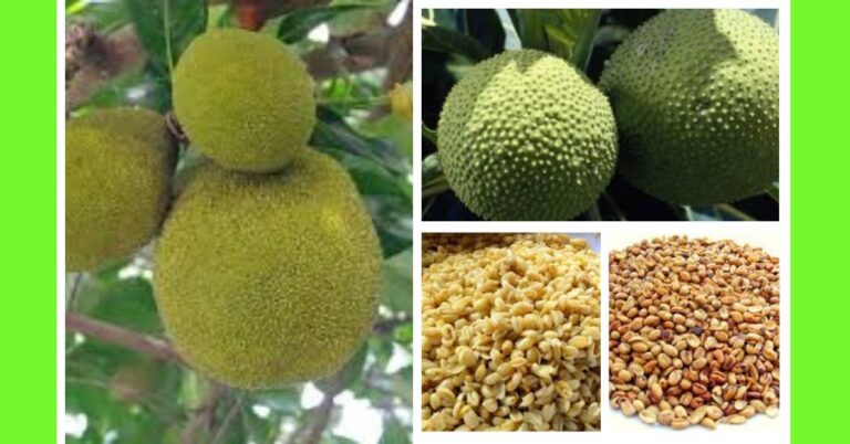 How to Plant African Breadfruit (Ukwa): A Step-By-Step Guide