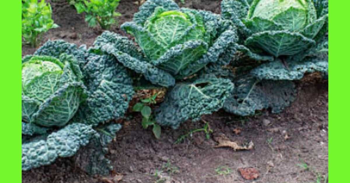 planting cabbage