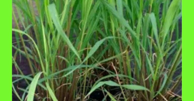 how to plant lemongrass