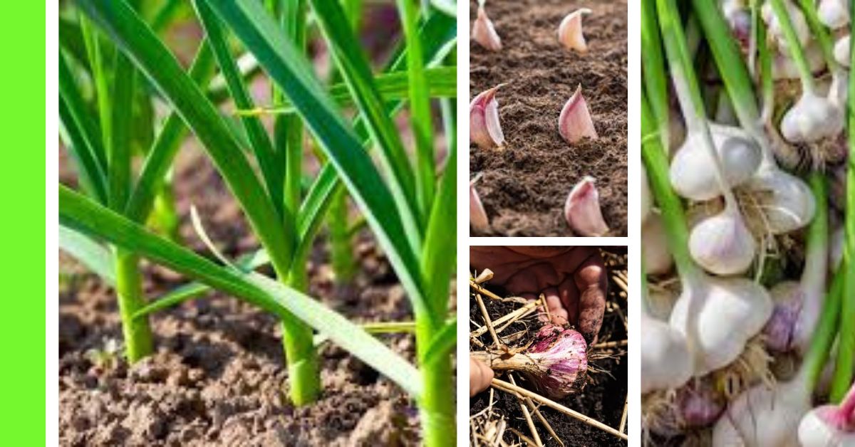 how to plant garlic