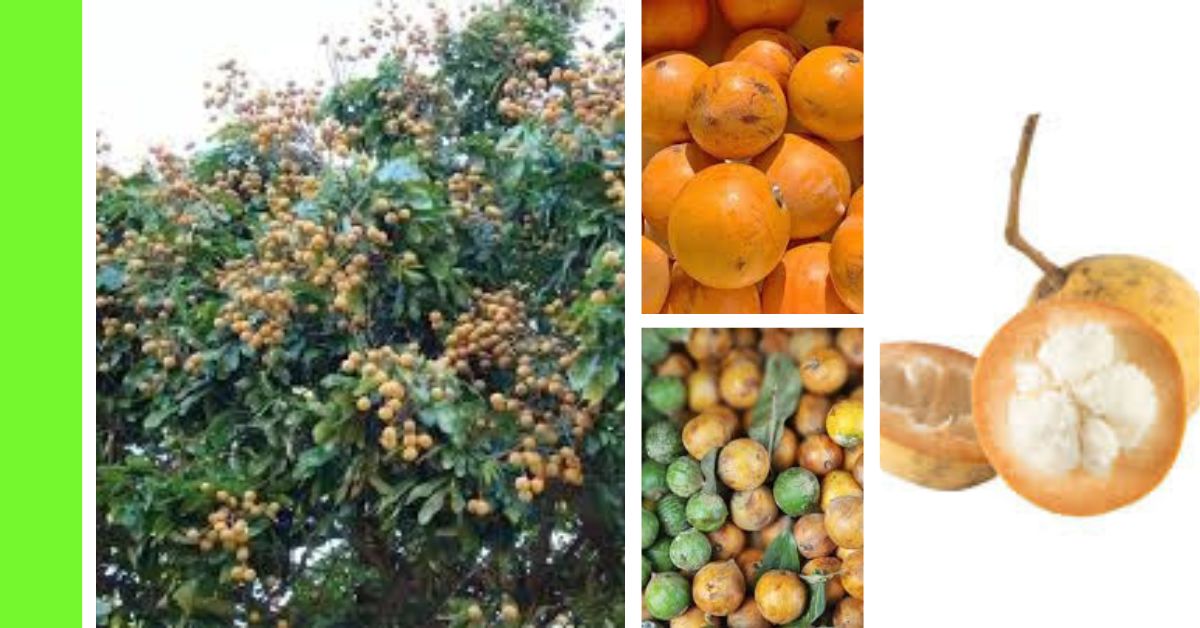 how to plant African star apple (Udara, Agbalumo)