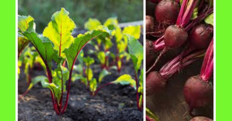 how to plant beet