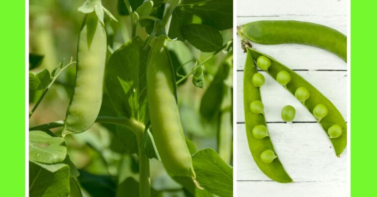 how to plant green pea