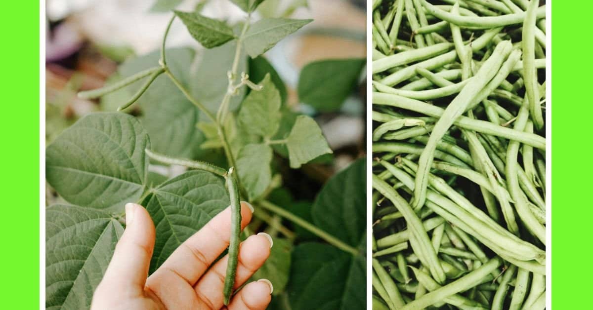 how to plant green beans