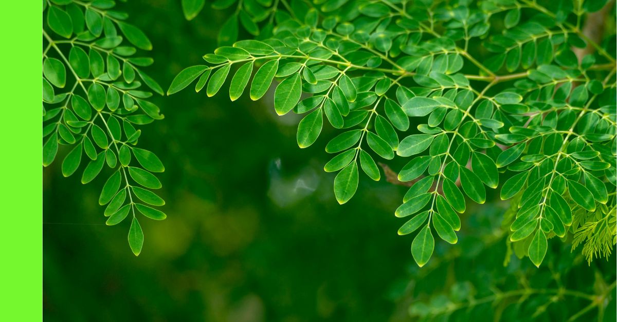 how to plant moringa