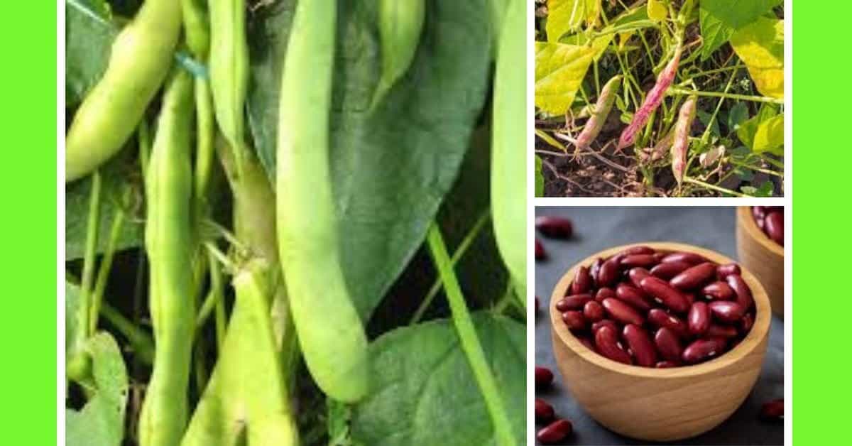 how to plant kidney beans