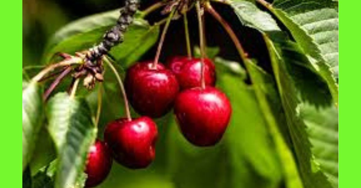 how to plant cherry