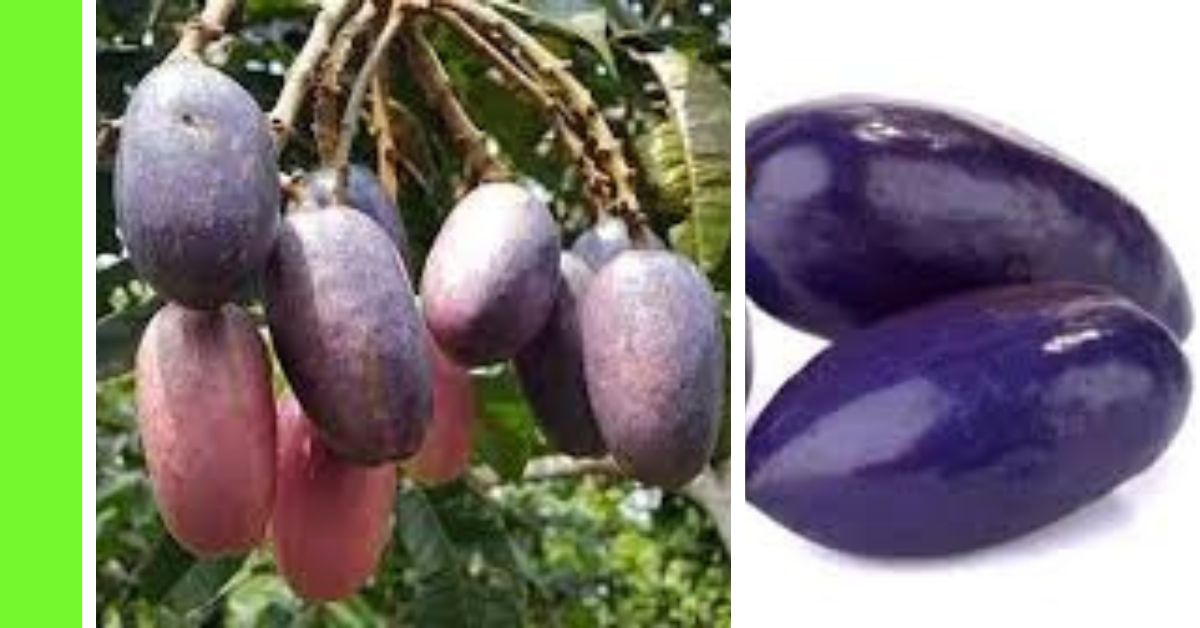 how to plant butter pear (ube)