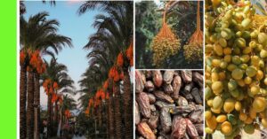 how to plant date palm