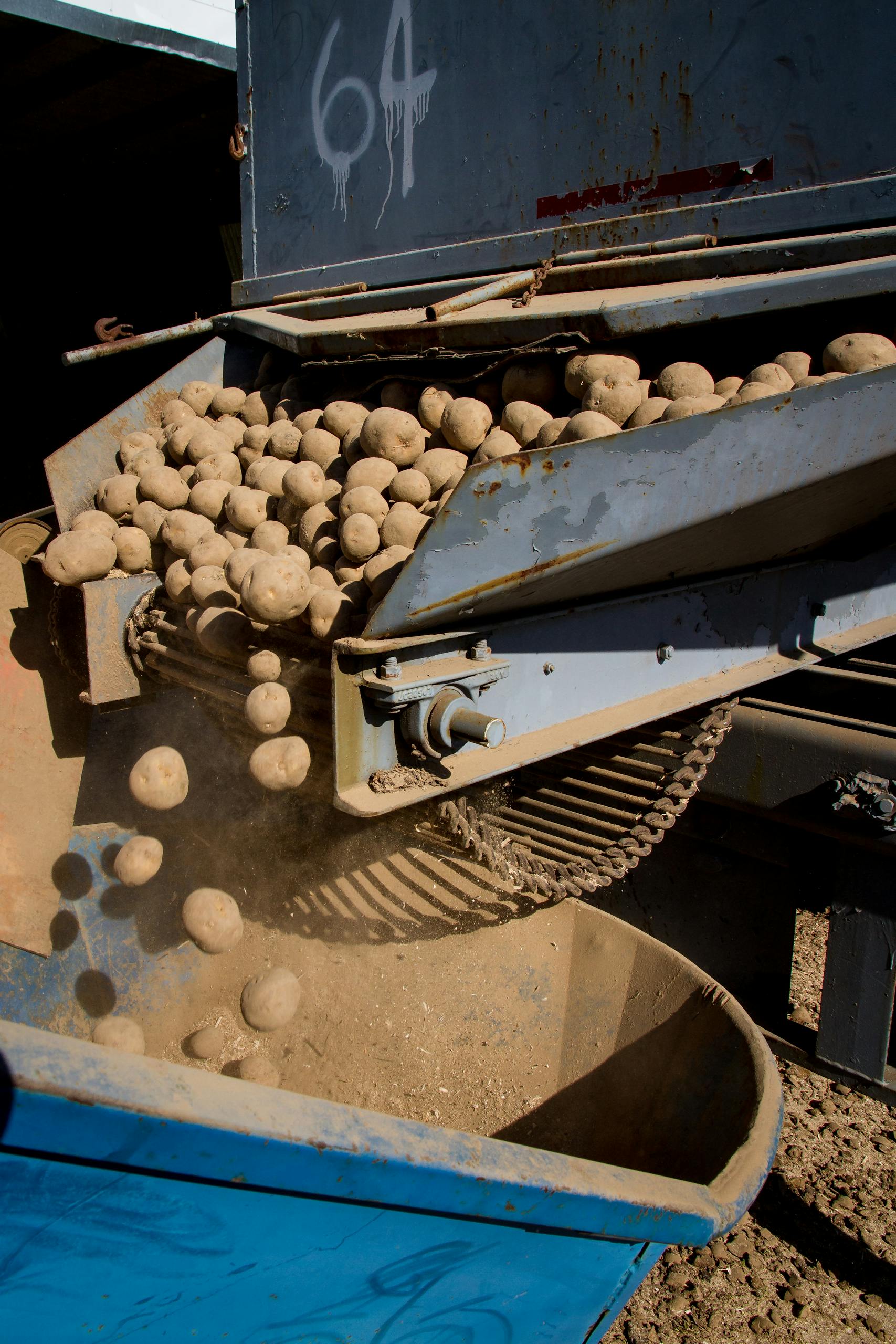 A potato sorting machine efficiently processes fresh potatoes during daylight.