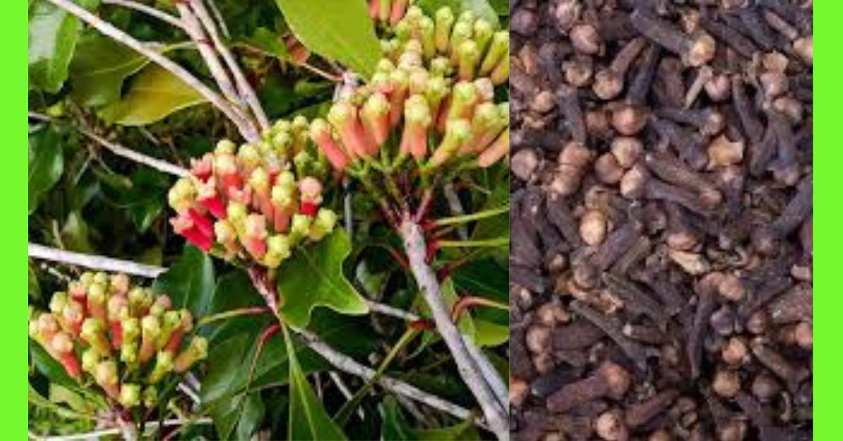 how to plant clove