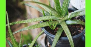 how to plant aloe vera