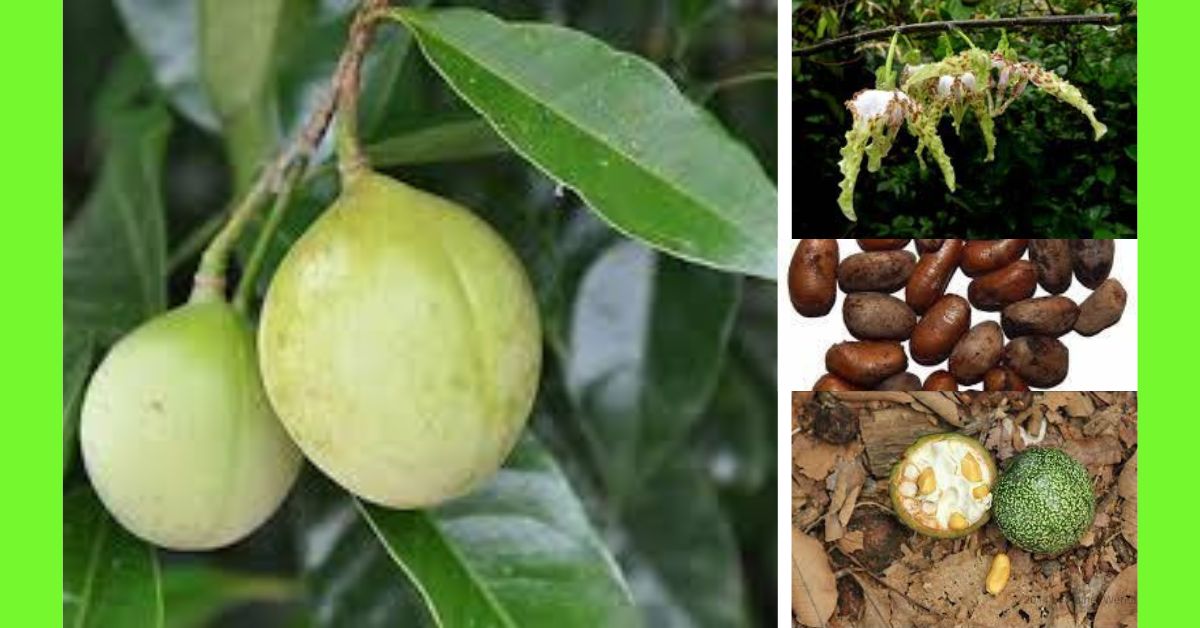 how to plant calabash nutmeg