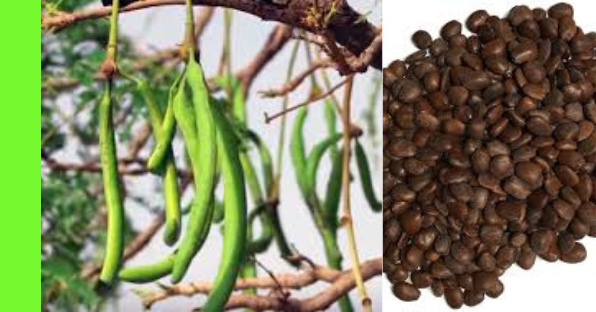 how to plant locust beans