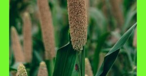 how to plant millet