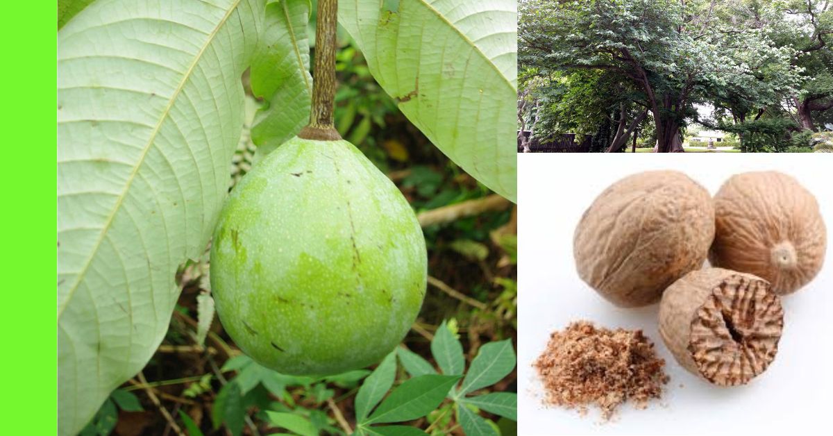 how to plant nutmeg