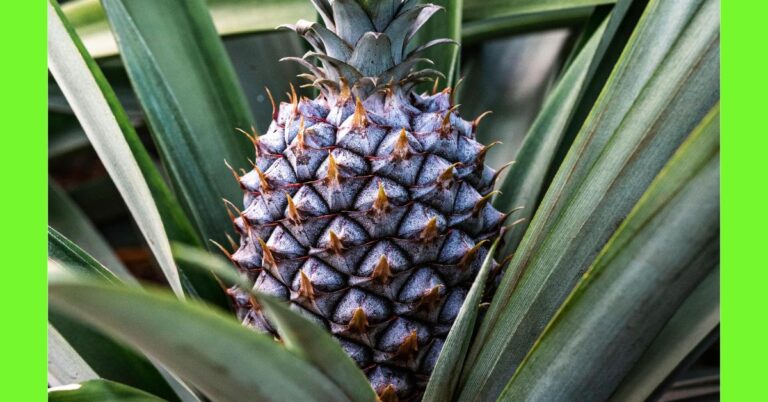 how to plant pineapple