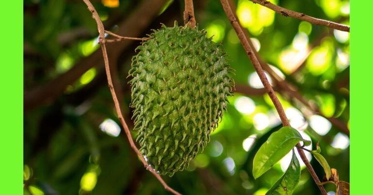 how to plant soursop