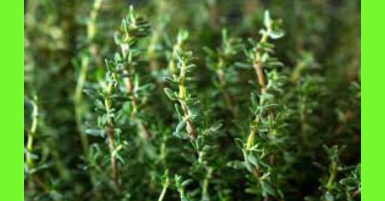 how to plant thyme