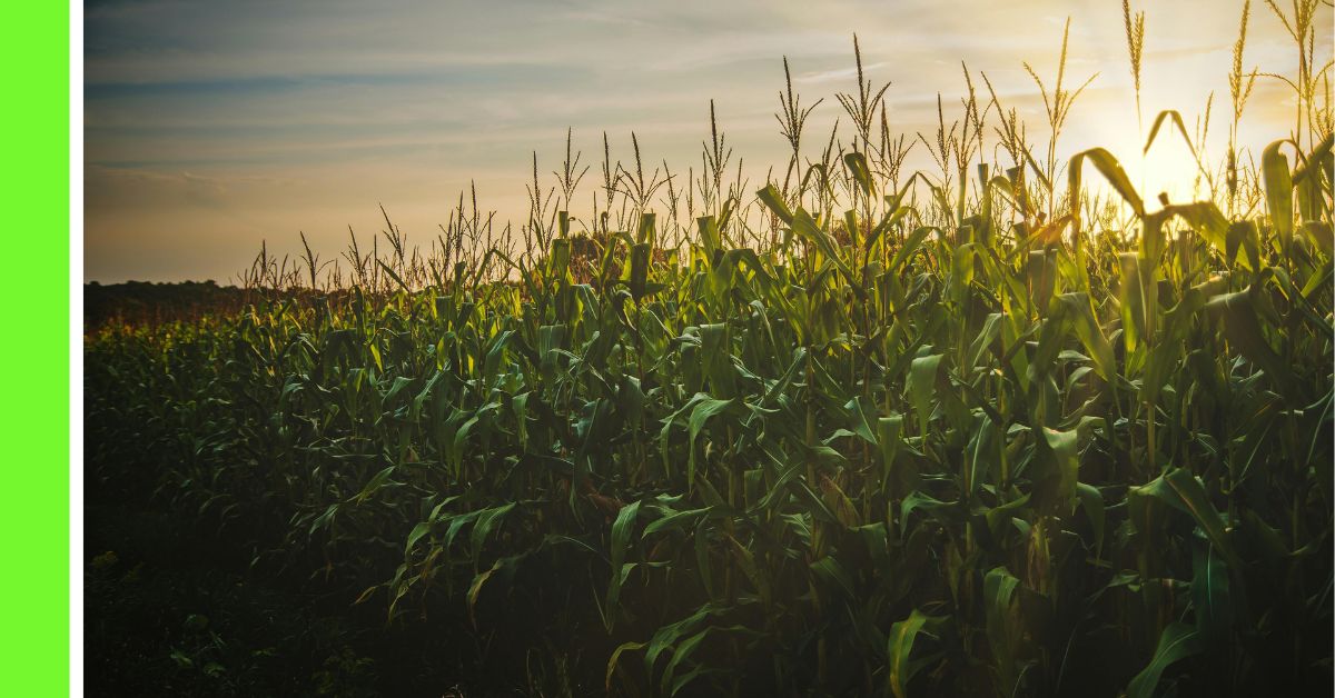 the importance of sunlight to plants