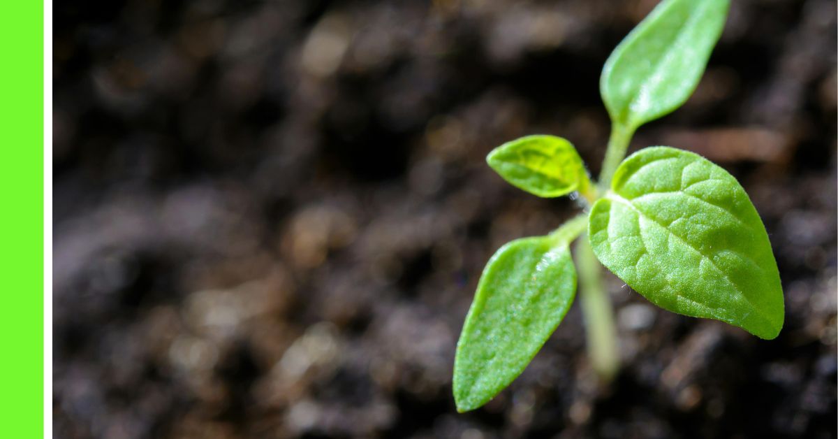 how to plant seeds, seedlings and matured plants