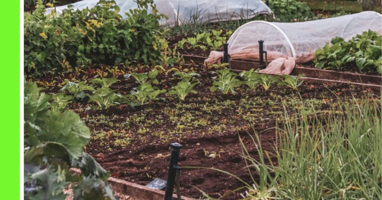 companion planting