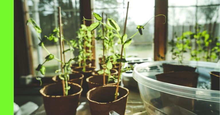 container gardening