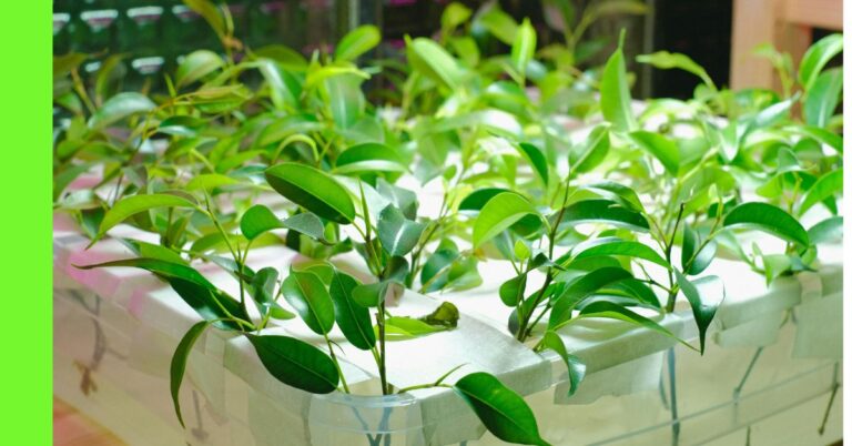 watering and fertilizing container plants