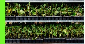 plants to grow in container