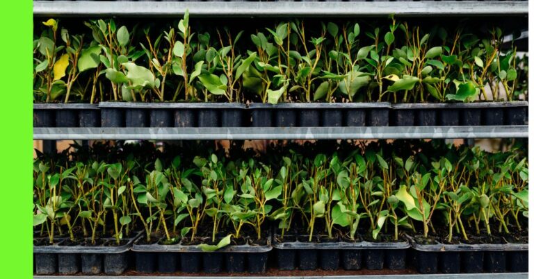 plants to grow in container