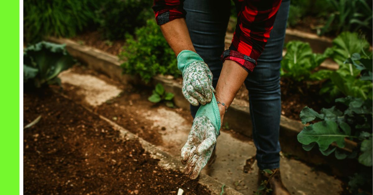 vegetable garden