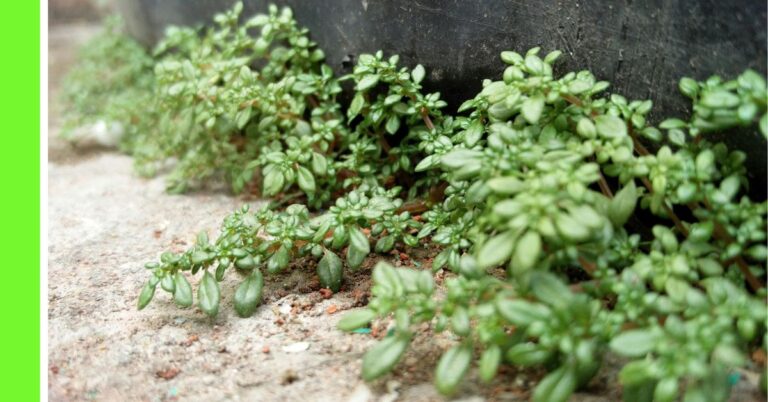 herb garden