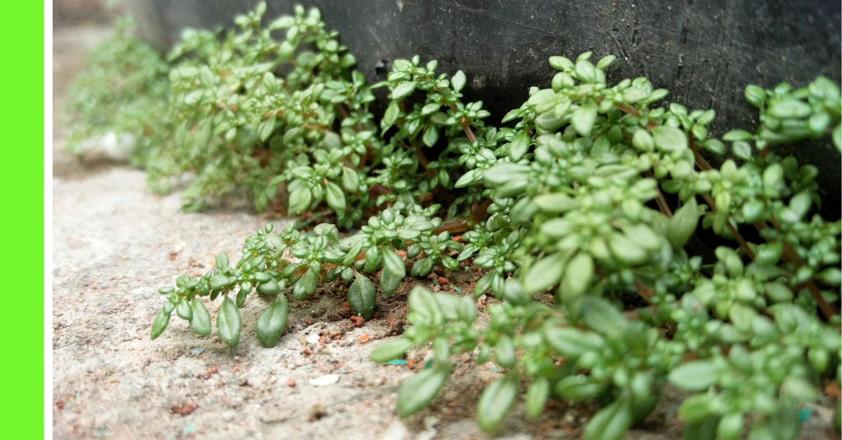 herb garden