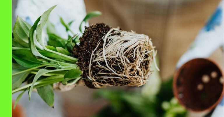 How to Care for Seedlings After Transplanting
