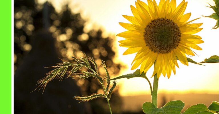 how to plant sunflower in nigeria