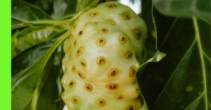 how to grow noni in Nigeria