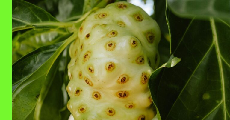 how to grow noni in Nigeria