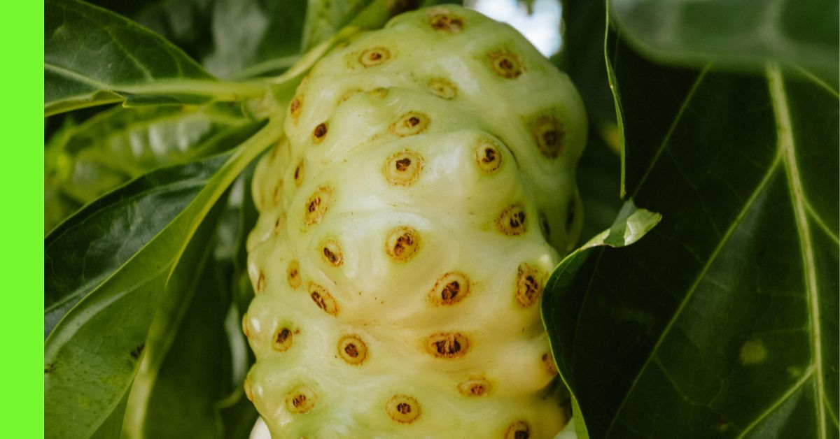 how to grow noni in Nigeria