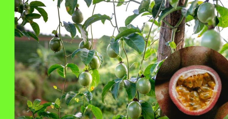 how to plant passion fruit