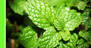 how to plant mint