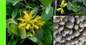 how to plant Ukpo (Mucuna sloanei)