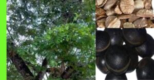 How to Plant Ofor (Detarium microcarpum)