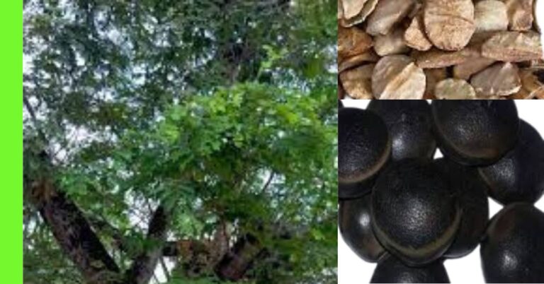 How to Plant Ofor (Detarium microcarpum)