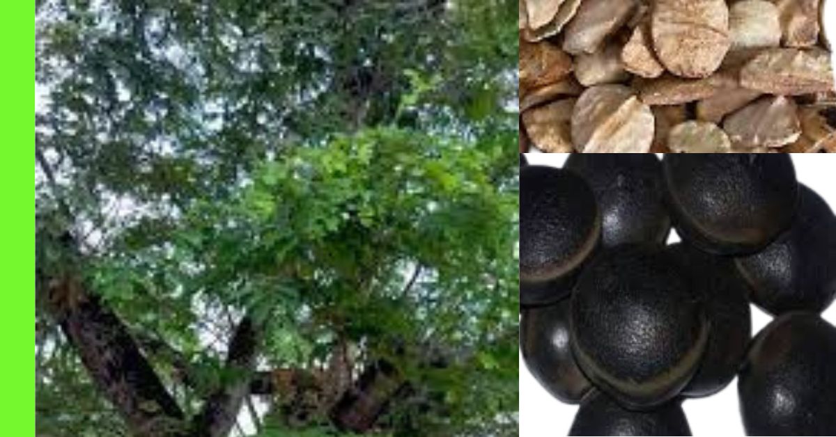 How to Plant Ofor (Detarium microcarpum)