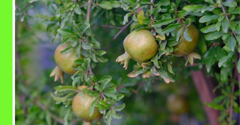 how to plant pomegranate