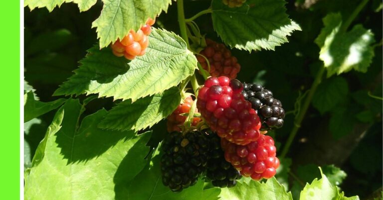 how to plant mulberry in Nigeria