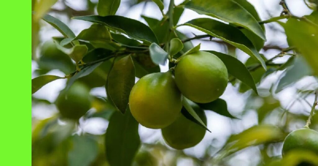 How to Grow Tangelo in Nigeria