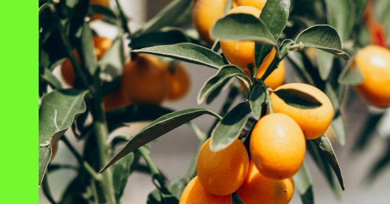 how to plant kumquat in Nigeria