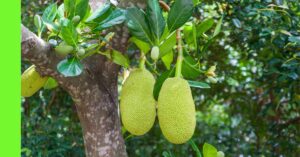 how to plant jackfruit in Nigeria